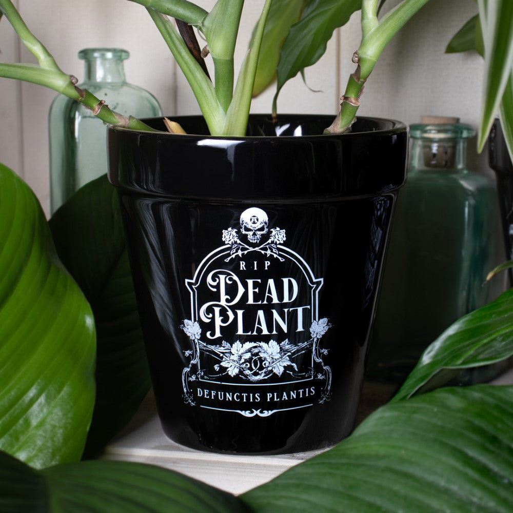 Alchemy Gothic Dead Plant- Garden Plant Pot (GPP7)